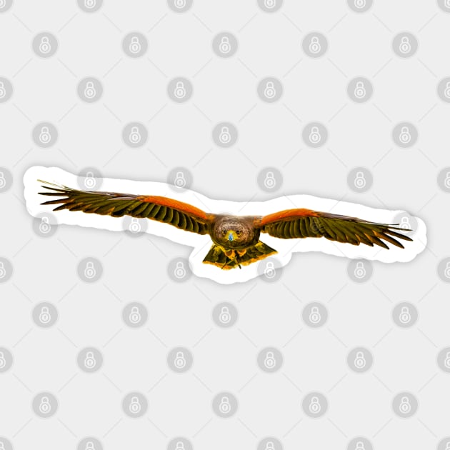 Coming at you Harris Hawk Sticker by dalyndigaital2@gmail.com